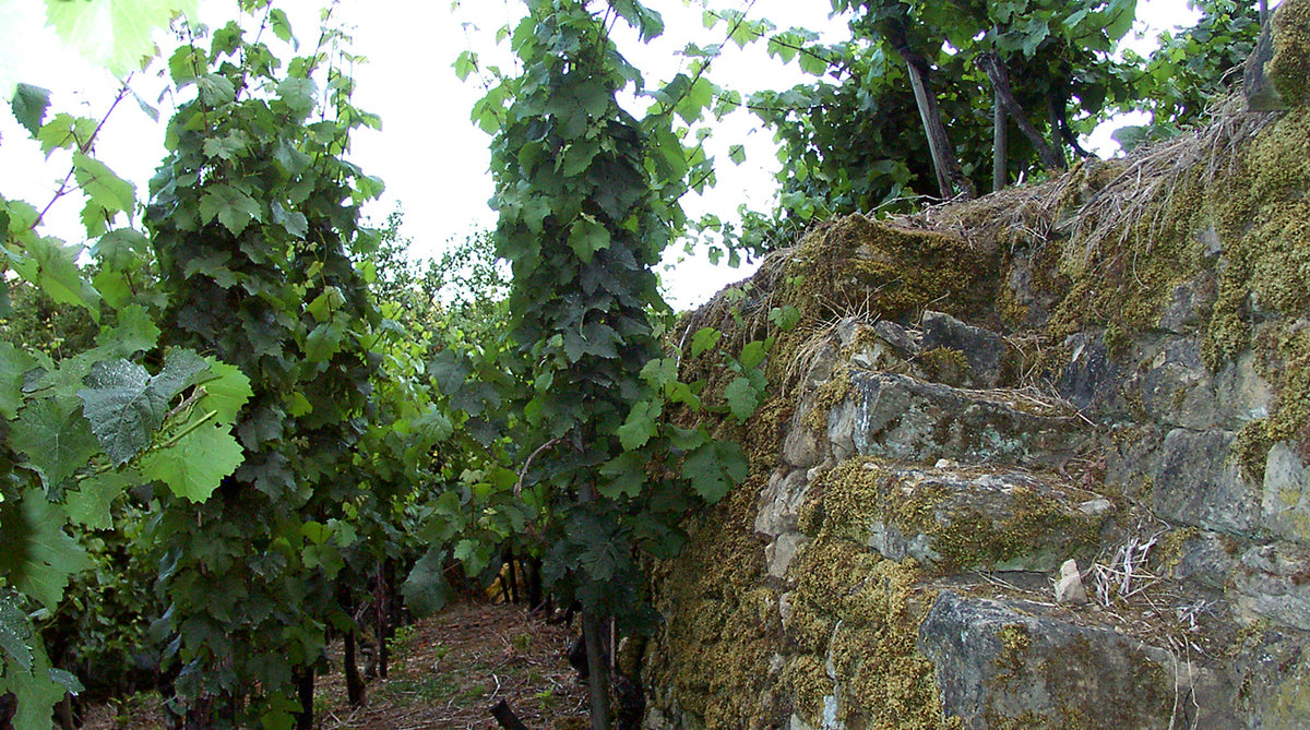 Hild: saving the final terraces of the Obermosel: and one of Europe&#39;s oldest grapes