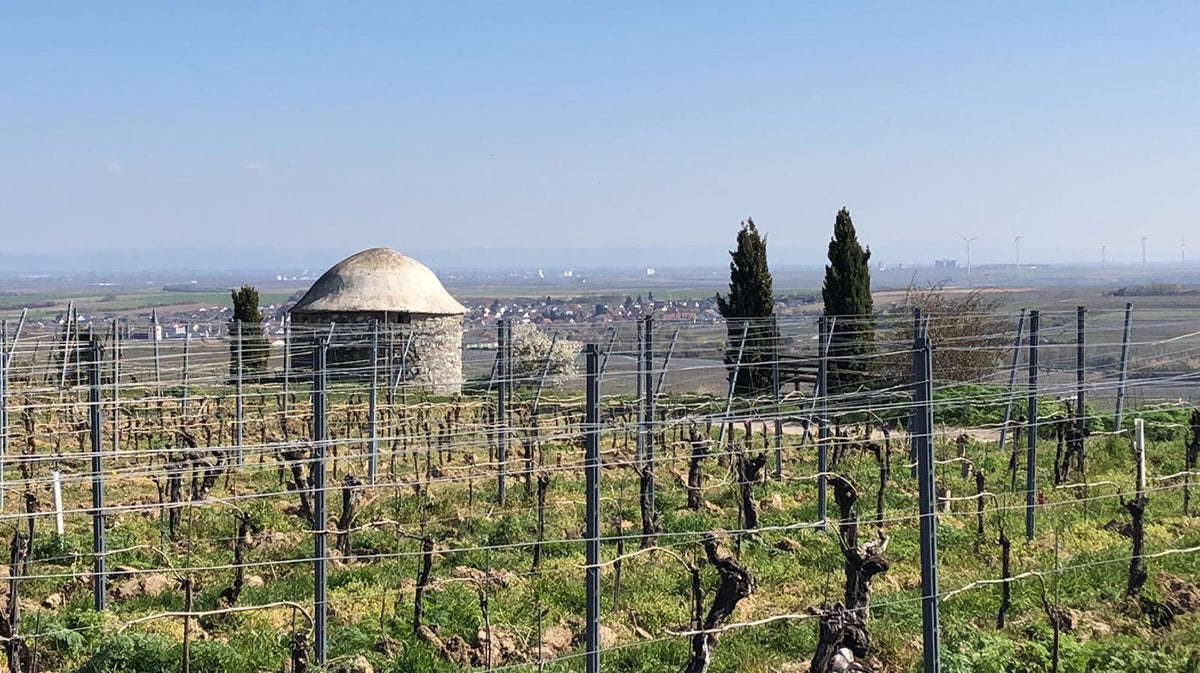 Keller: &quot;2022 is probably the best: German Pinot vintage: of the last 100 years&quot;