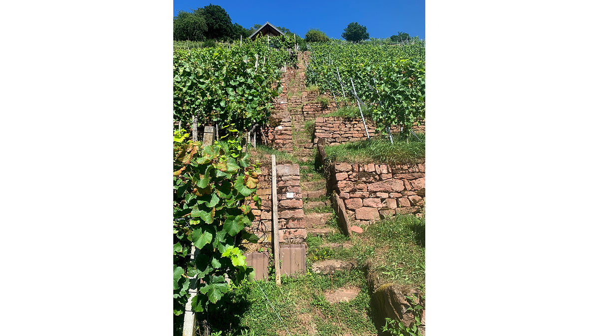 Giegerich: ambition and intelligence: a Chardonnay vs. Silvaner side-by-side