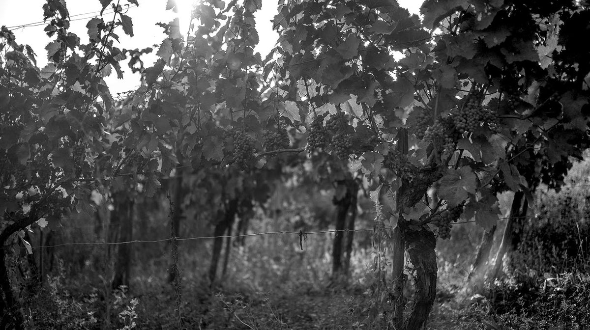 Jonas Dostert: a most unlikely hero: the Obermosel comes of age, part 2